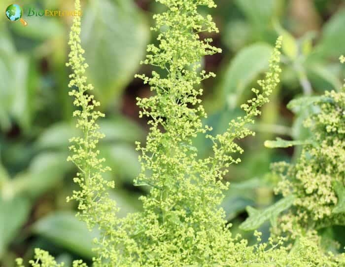 Jerusalem Oak Flowers