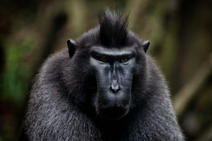 Jet Black Crested Black Macaque