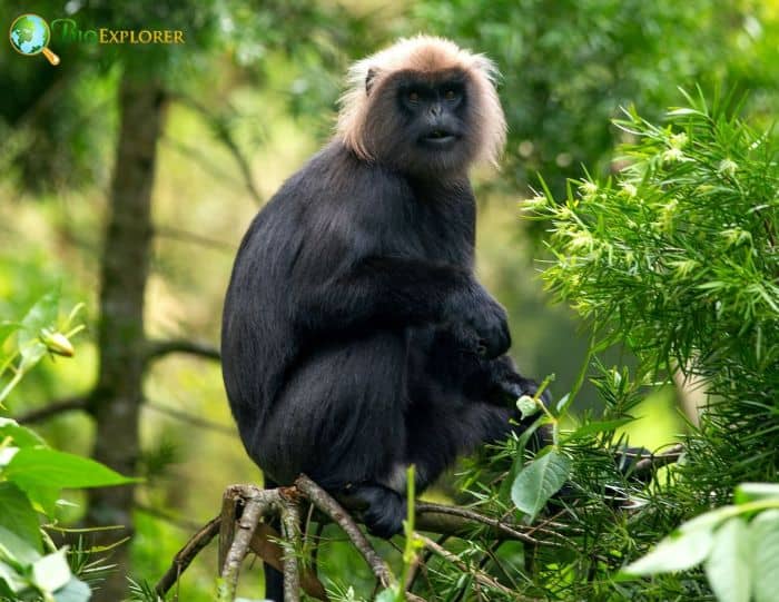 John's Langur John's Langur