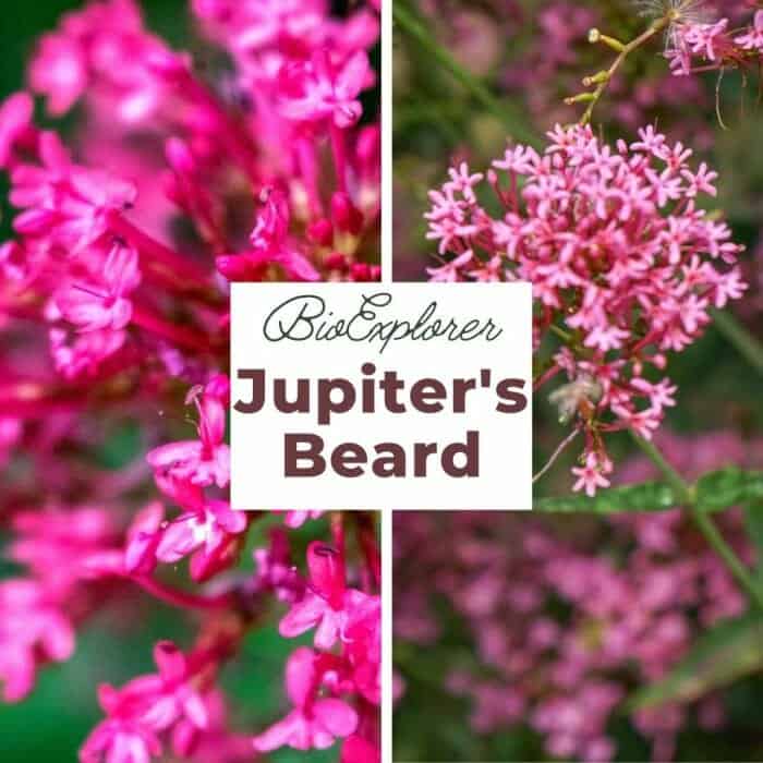 Jupiters Beard