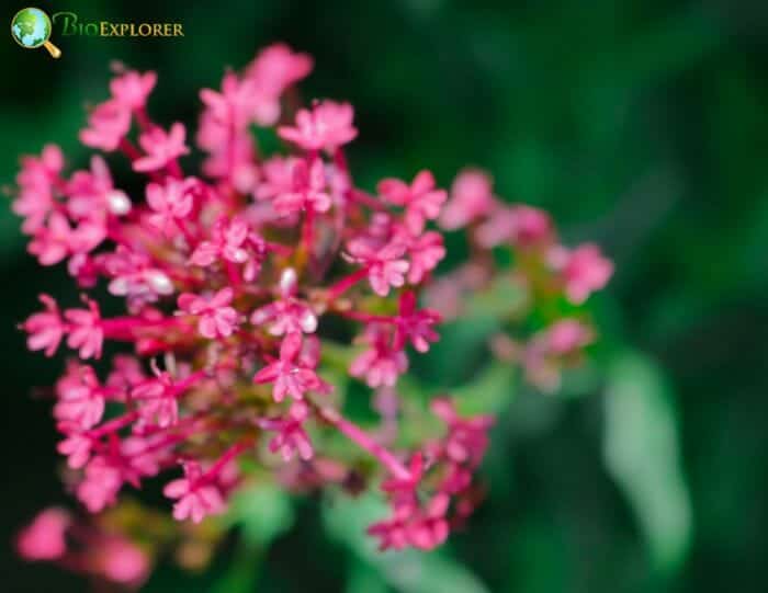 Jupiters Beard Flowers