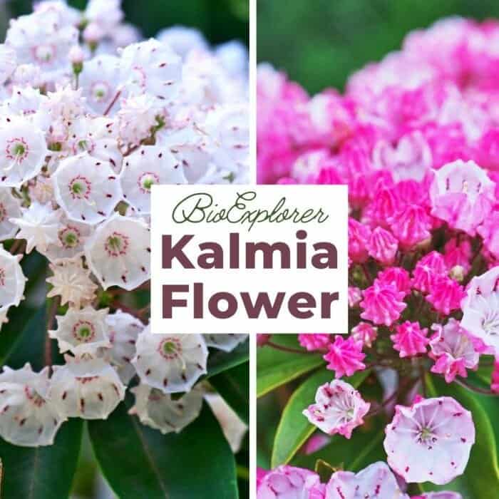 Kalmia