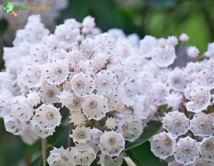 Kalmia Flowers