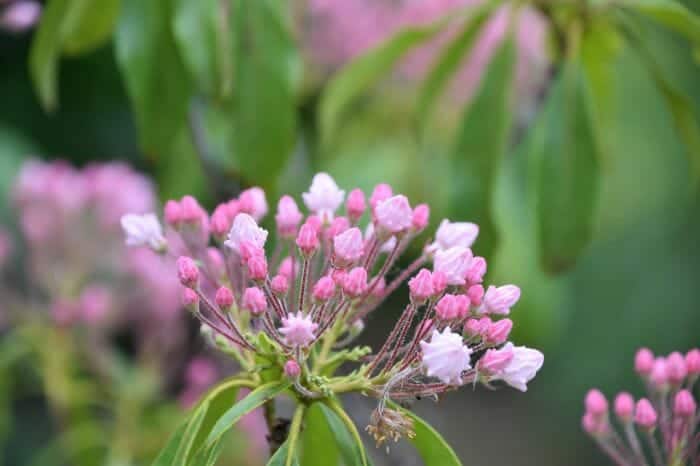 Kalmia Latifolia