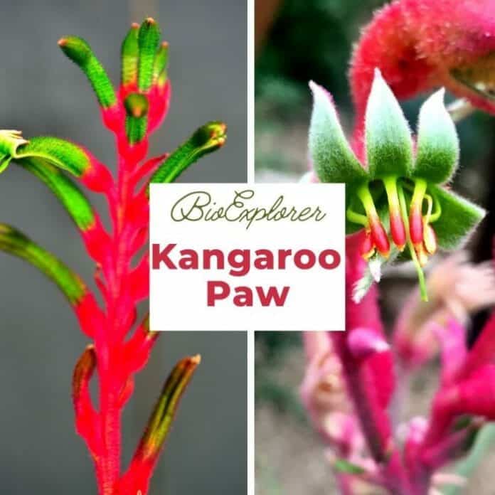 Kangaroo Paw Flower Anigozanthos flavidus Australian Flower