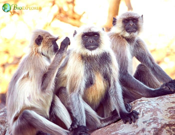 Kashmir Gray Langur Kashmir Gray Langur