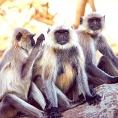 Chamba Sacred Langur Chamba Sacred Langur