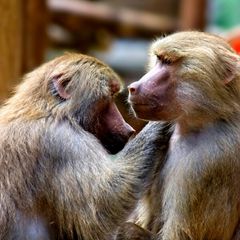Kinda Baboon Kinda Baboon