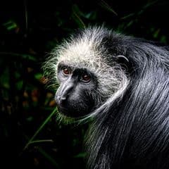 King Colobus King Colobus