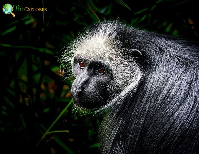King Colobus King Colobus