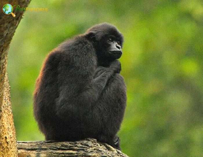 Kloss's Gibbon Kloss's Gibbon