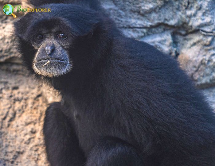 Kloss's Gibbon Kloss's Gibbon