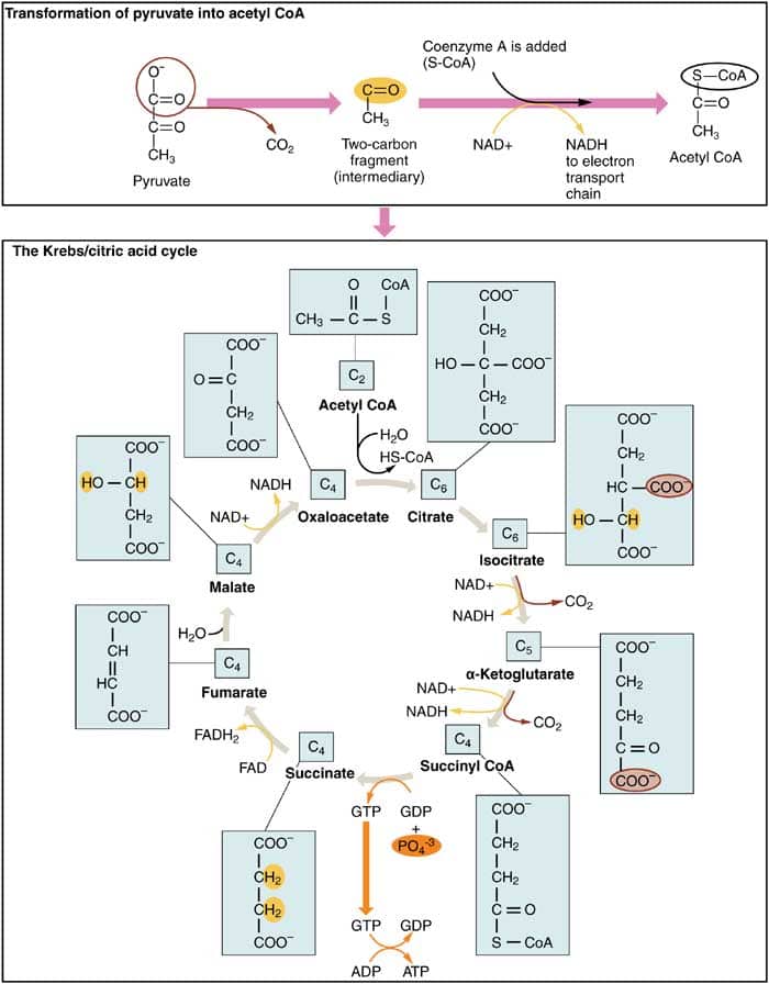 Cellular Metabolism Chart