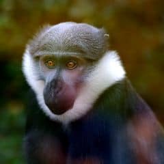 L'Hoest's Monkey L'Hoest's Monkey