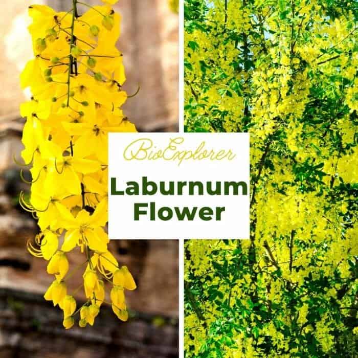 Laburnum