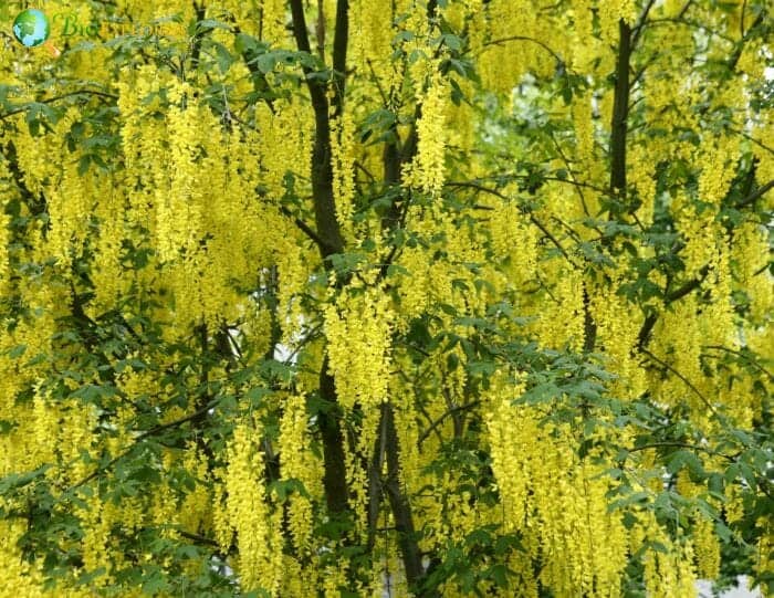 Laburnum Flowering Tree