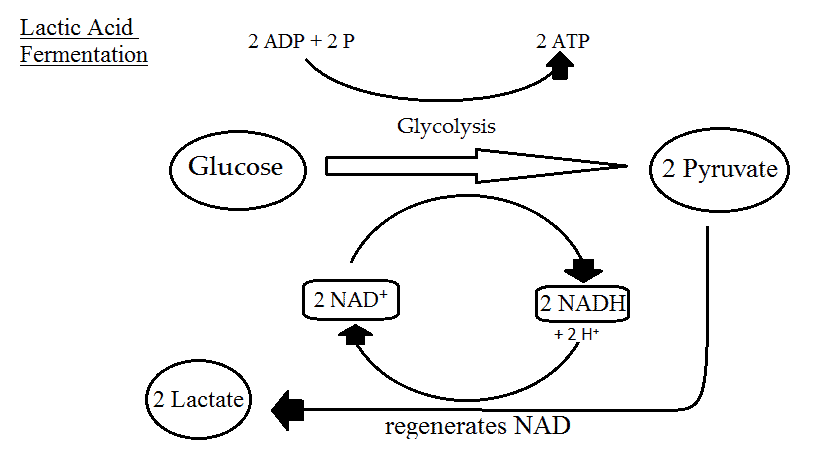 Lactic Acid Fermentation