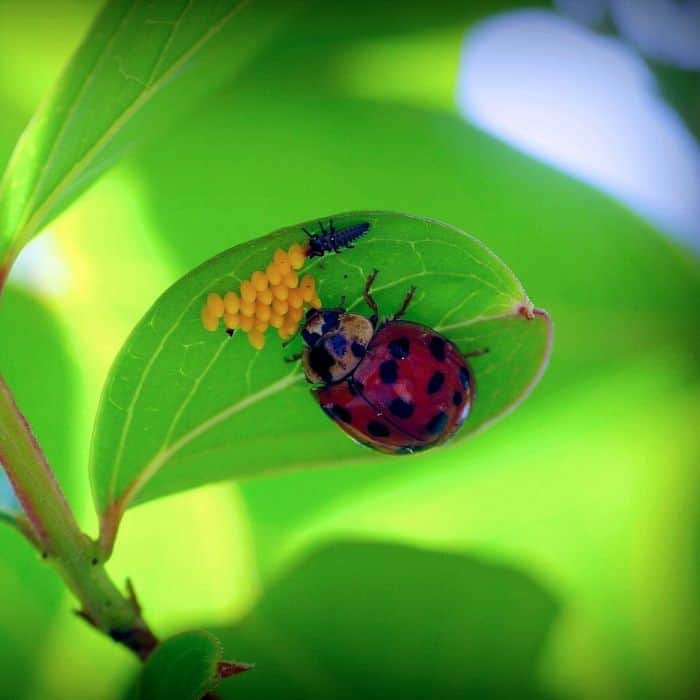 What Do Ladybugs Eat? Ladybug Diet By Species BioExplorer