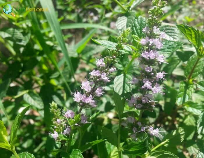 Lamiales Example Species Lamiales Example Species