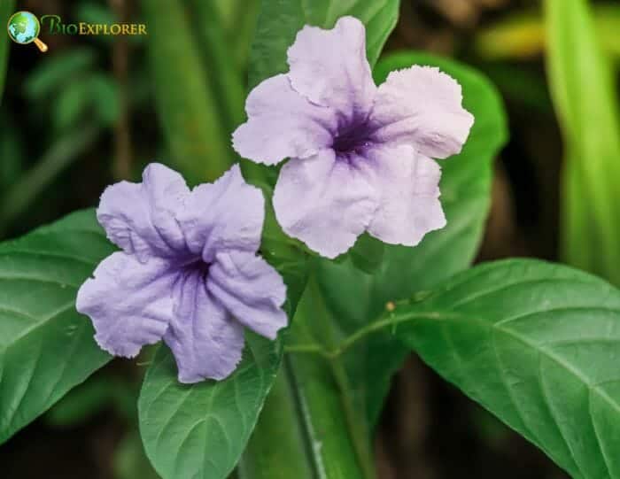 Lamiales Flowers and Reproduction