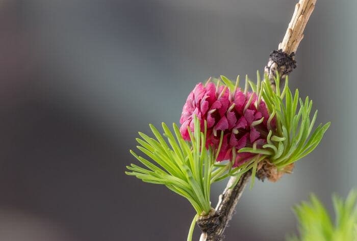 Larix Genus Flowers