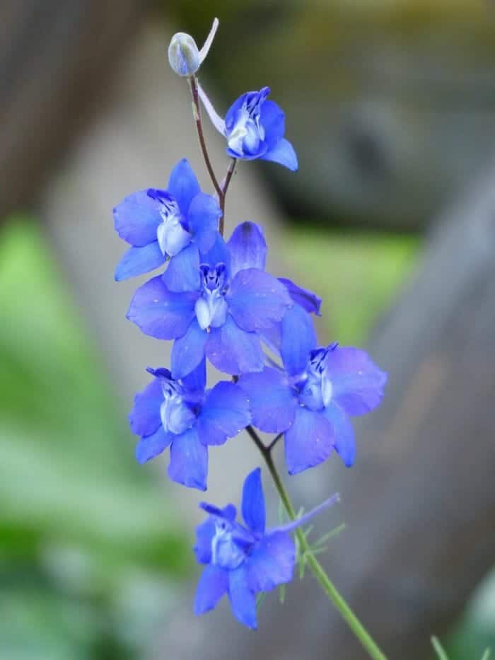 Larkspurs Flowers