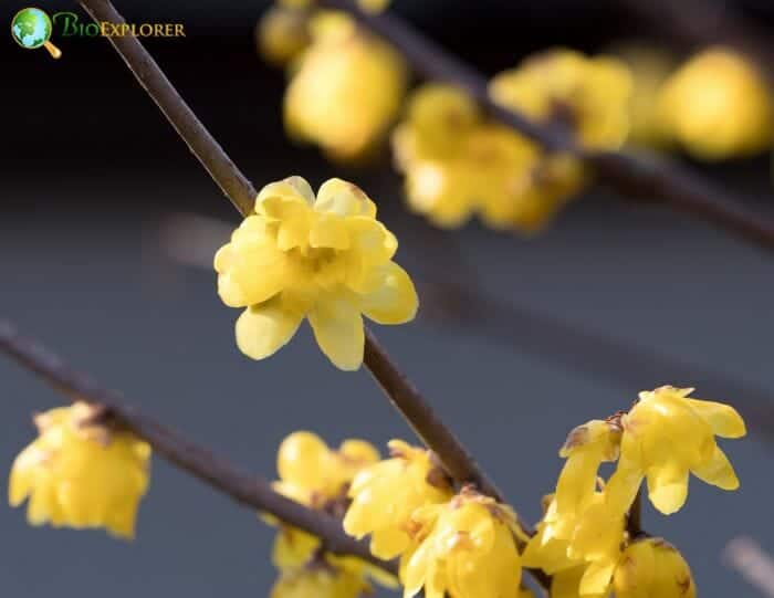 Laurales Example Species Laurales Example Species