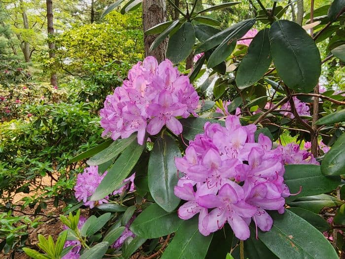 Lavendar Azaleas Flowers