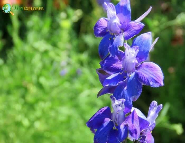 Lavendar Larkspur Flowers Lavendar Larkspur Flowers