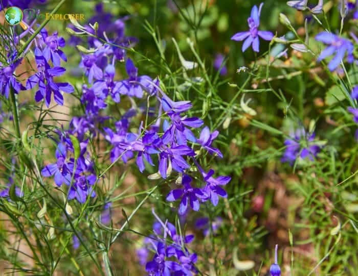 Lavendar Larkspur Lavendar Larkspur