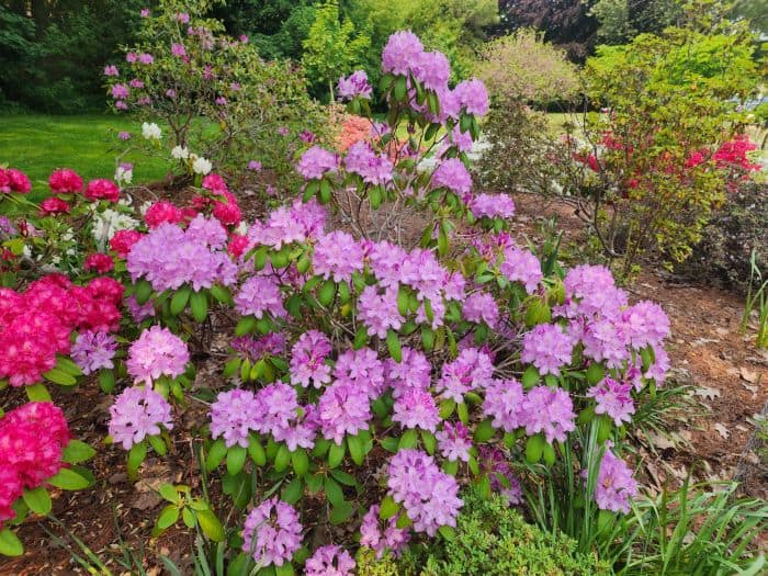 Lavender Azaleas