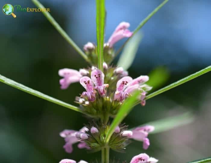 Leonurus Cariaca