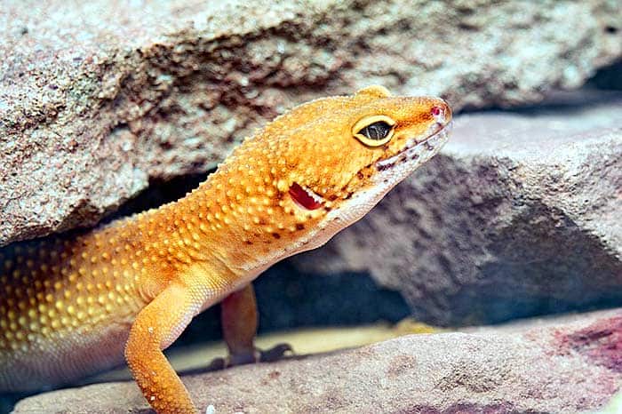 Leopard Gecko Lifespan Leopard Gecko Lifespan