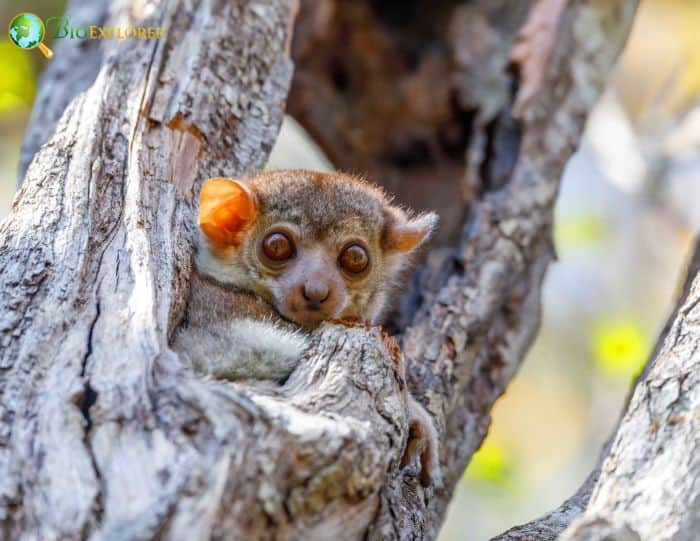 Lepilemur Ahmansonorum Lepilemur Ahmansonorum
