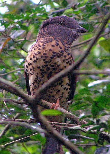 Leptosomiformes Birds Leptosomiformes Bird