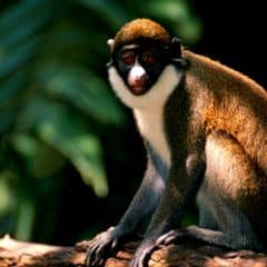 Lesser Spot-nosed Monkey Lesser Spot-nosed Monkey