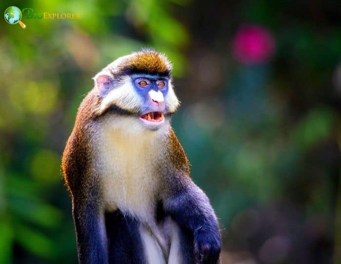 Lesser Spotted-nosed Monkey Lesser Spotted-nosed Monkey