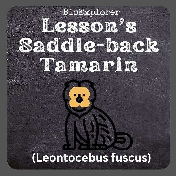 Lesson's Saddle-Back Tamarin