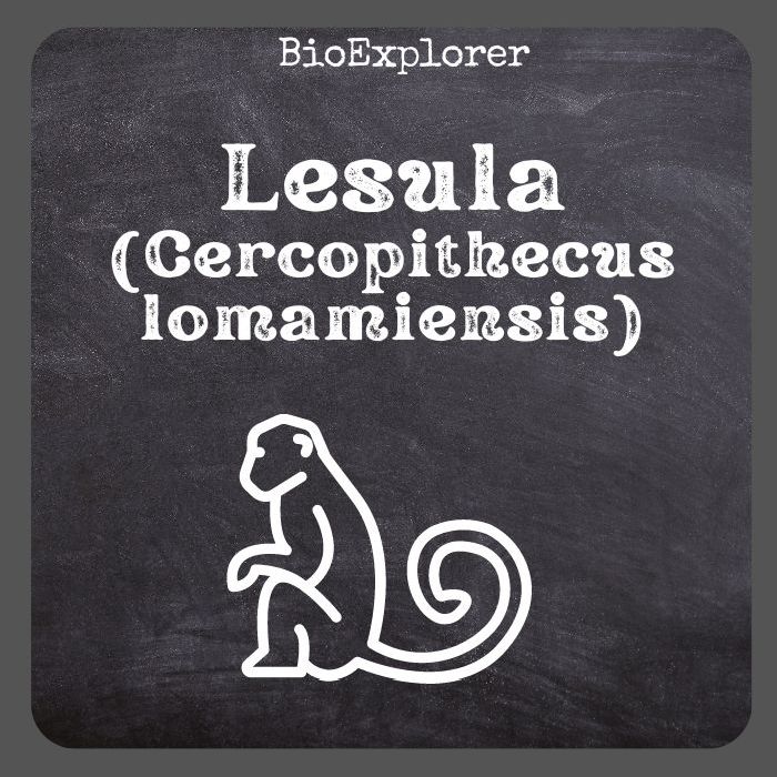 Lesula Characteristics Cercopithecus Lomamiensis Diet & Facts