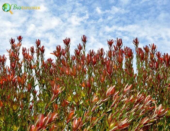 Leucadendron Safari Sunset