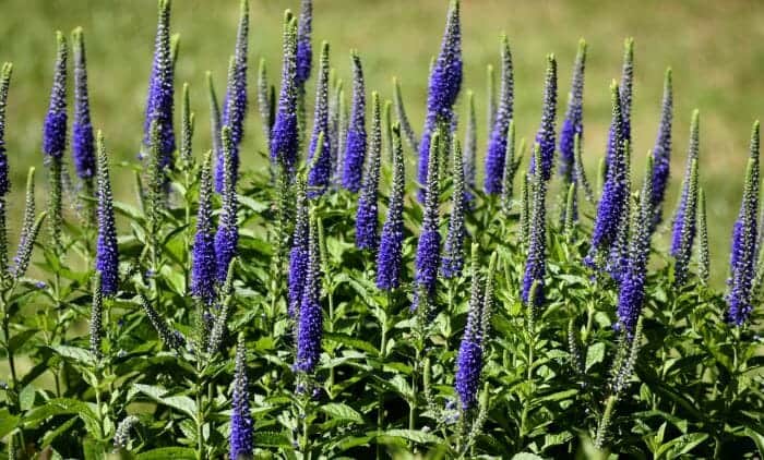 Liatris Spicata