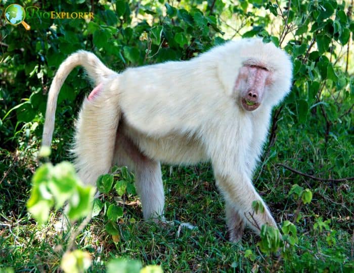 Life of Albino Monkeys