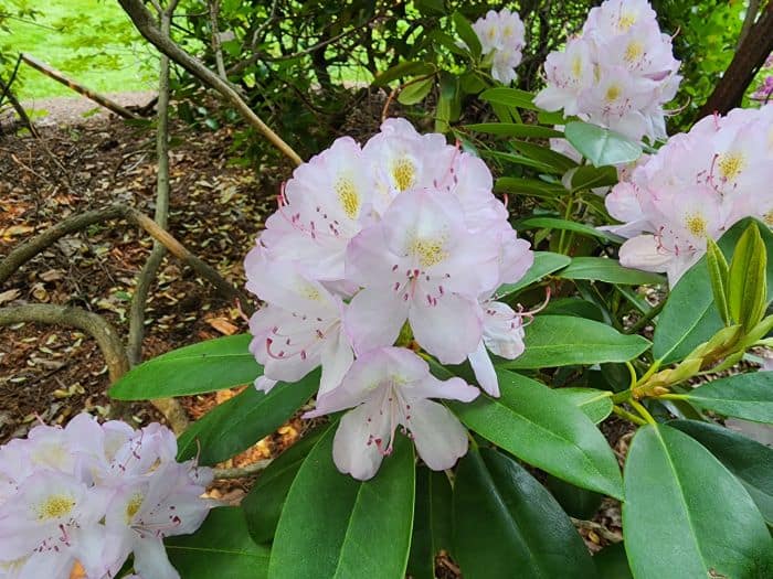 Light Azaleas