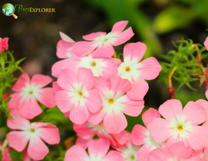 Light Pink Drummond’s Phlox Flowers Light Pink Drummond’s Phlox Flowers
