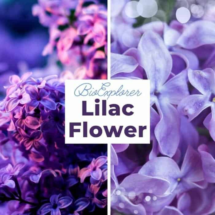 Lilac