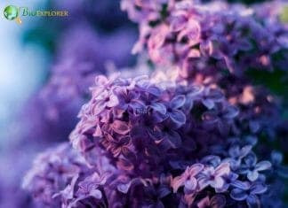 Purple Flowers | 50+ BEST Pretty Purple Flowers (Small/Tall)