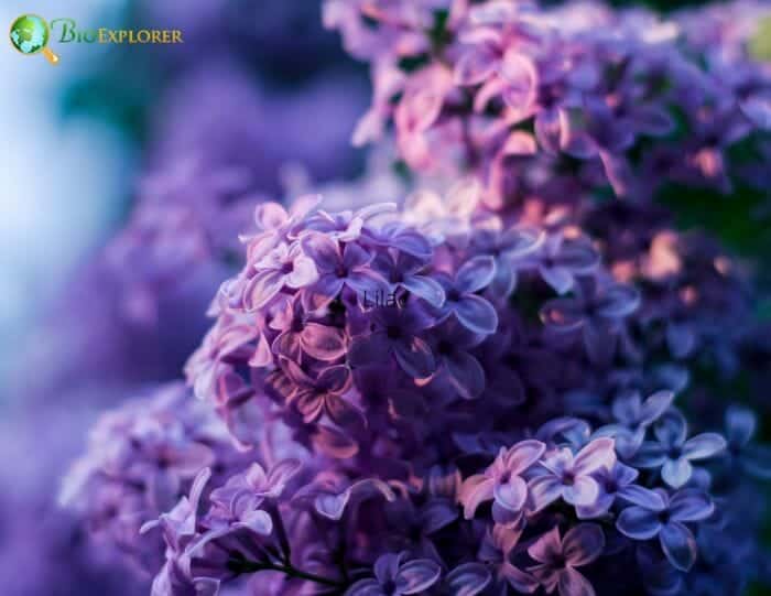 Lilac Flowers