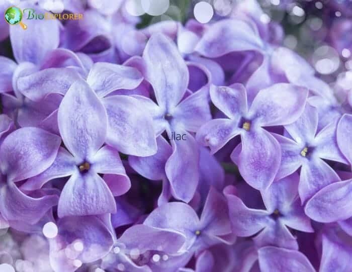 Lilac Flowers