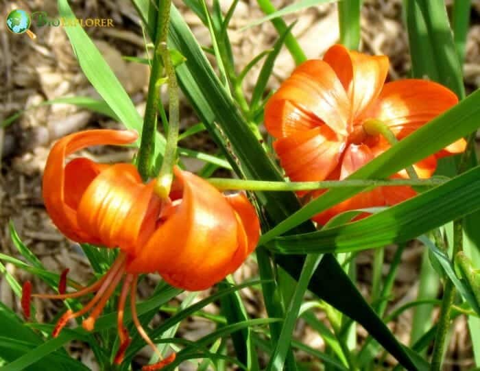 Liliales Characteristics Liliales Characteristics