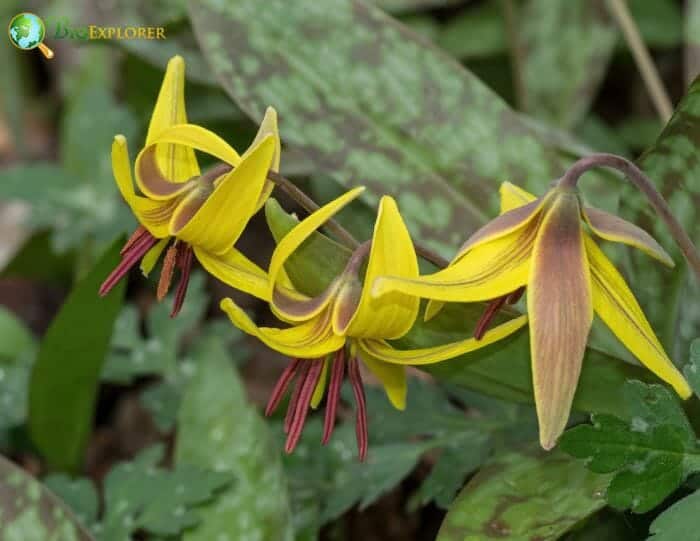 Liliales Example Species Liliales Example Species